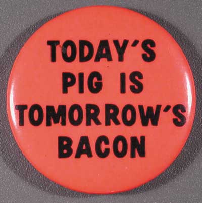 1.6-Todays-pig-is-tom6A8-AdmlMV.jpg